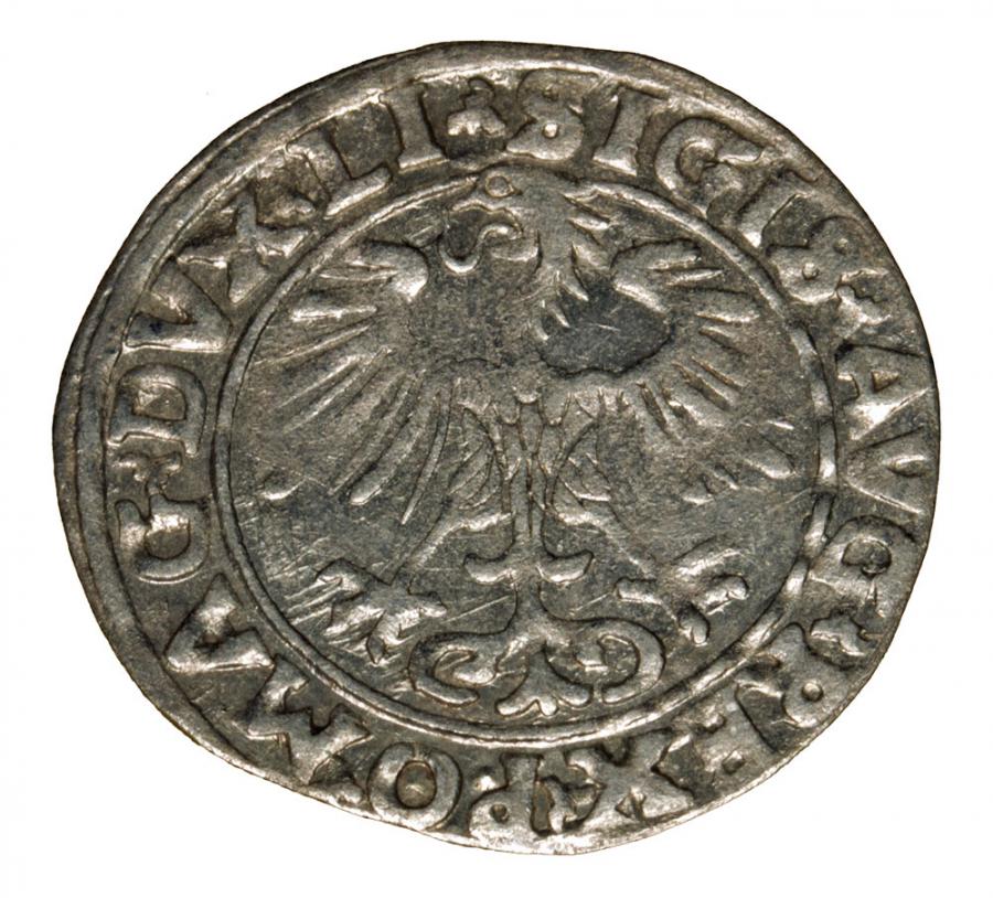 Półgrosz 1556 Zygmunt II August Wilno