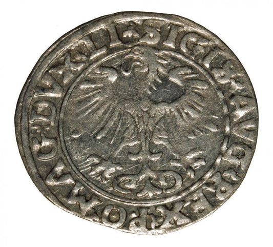 Półgrosz 1556 Zygmunt II August Wilno